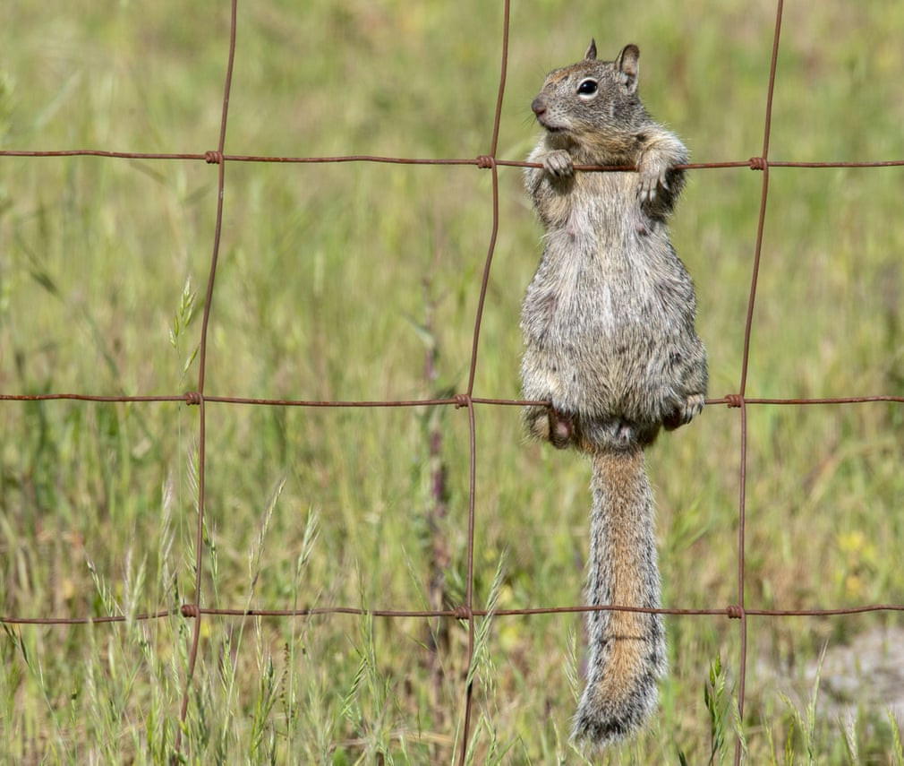 Sóc đất tận hưởng nắng ấm ở vùng ngoại ô Oregon, Mỹ. (Nguồn Guardian)
