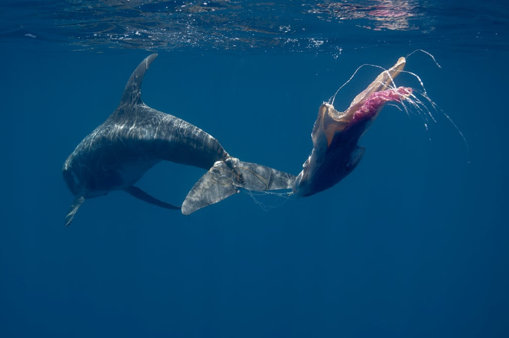 Một con cá heo bị mắc lưới đánh cá ở khu vực biển Ấn Độ Dương. (Nguồn Guardian)