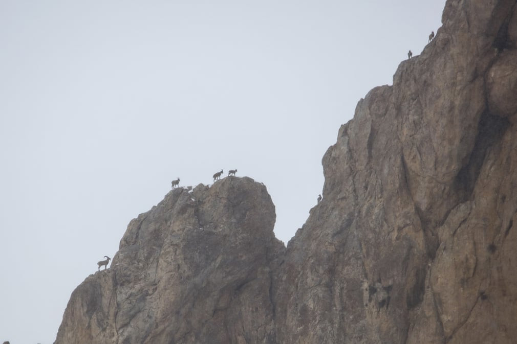 Đàn dê hoang dã kiếm ăn trên núi ở tỉnh Van, Thổ Nhĩ Kỳ. (Nguồn Guardian)