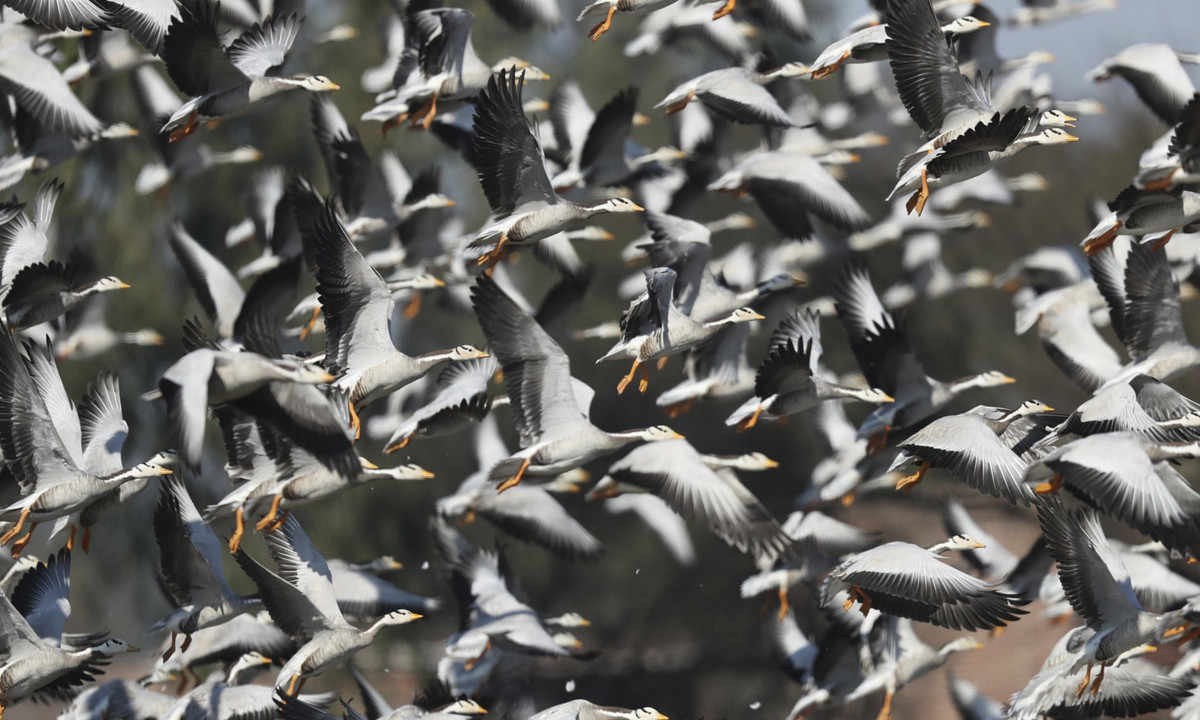 Đàn ngỗng Ấn Độ kiếm ăn tại vùng đầm lầy Gharana ở ngoại ô thành phố Jammu, Ấn Độ. (Nguồn Guardian)