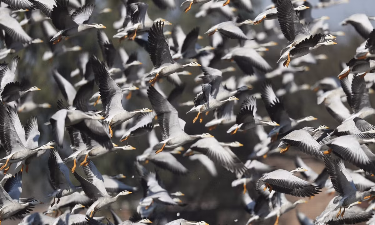 Đàn ngỗng Ấn Độ kiếm ăn tại vùng đầm lầy Gharana ở ngoại ô thành phố Jammu, Ấn Độ. (Nguồn Guardian)