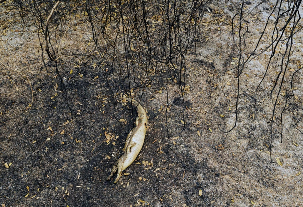 Xác cá sấu chết trong đám cháy rừng tại đầm lầy Pantanal ở thành phố Mato Grosso, Brazil. (Nguồn Guardian)