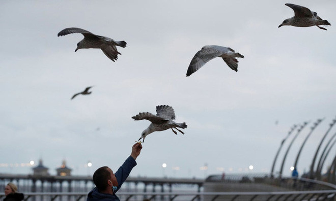 Người đàn ông cho chim mòng biển ăn ở thành phố Blackpool, Anh. (Nguồn Guardian)