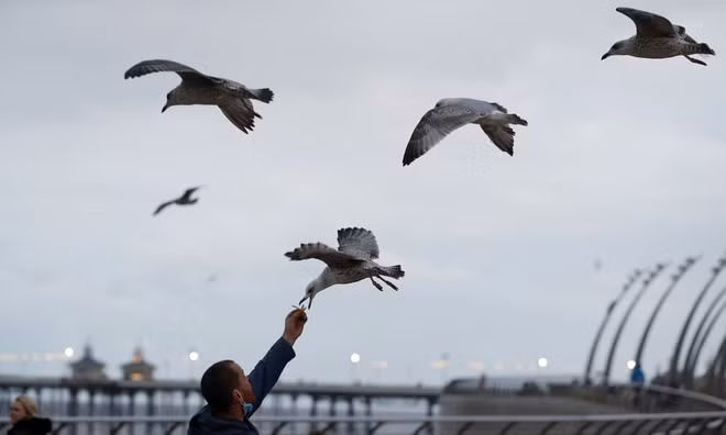 Người đàn ông cho chim mòng biển ăn ở thành phố Blackpool, Anh. (Nguồn Guardian)
