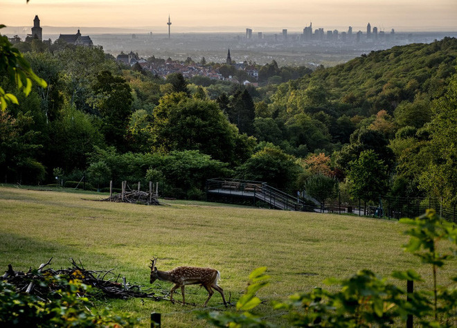 Hươu gặm cỏ trong công viên ở thành phố Kronberg, Đức. (Nguồn Guardian)