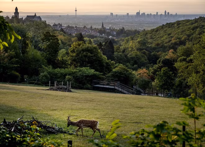 Hươu gặm cỏ trong công viên ở thành phố Kronberg, Đức. (Nguồn Guardian)