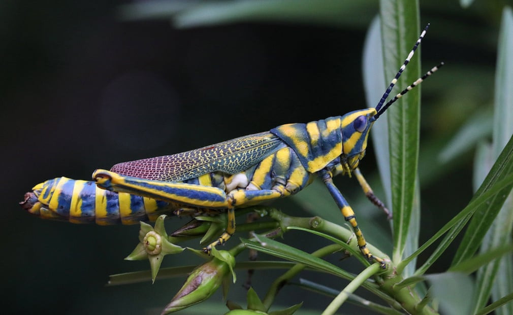 Châu chấu khổng lồ nghỉ ngơi trên cây ở thành phố New Delhi, Ấn Độ. (Nguồn Guardian)