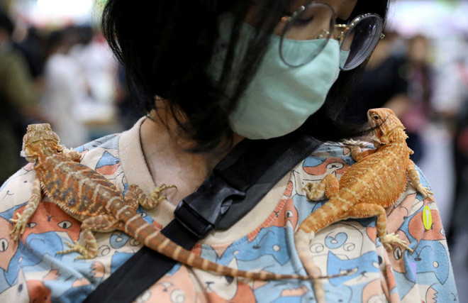 Cô gái mang theo hai con tắc kè trên vai tại một triển lãm vật nuôi ở thành phố Bangkok, Thái Lan. (Nguồn Guardian)