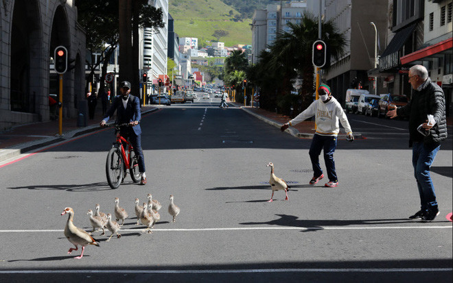 Đàn ngỗng được dẫn qua đường an toàn ở thành phố Cape Town, Nam Phi. (Nguồn Guardian)