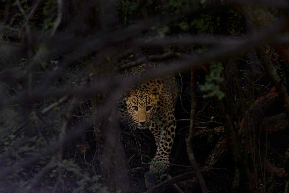 Báo đốm săn mồi trong khu bảo tồn Jhalana ở thành phố Jaipur, Ấn Độ. (Nguồn Guardian)