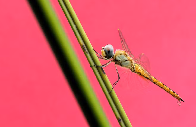 Chuồn chuồn đậu trên lá cỏ ở ngoại ô thành phố New Delhi, Ấn Độ. (Nguồn Guardian)