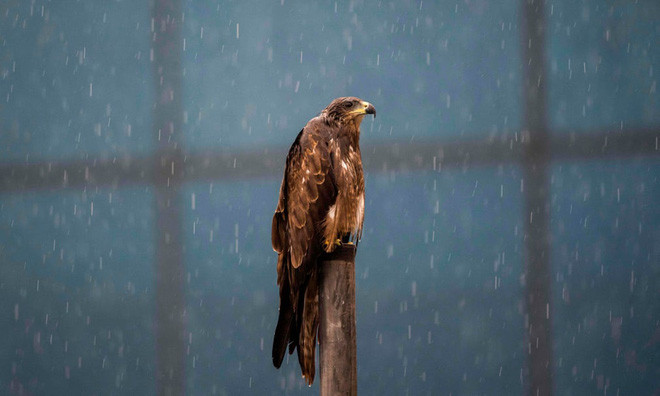 Chim diều hâu đứng trên cột dưới trời mưa lớn ở thành phố Delhi, Ấn Độ. (Nguồn Guardian)