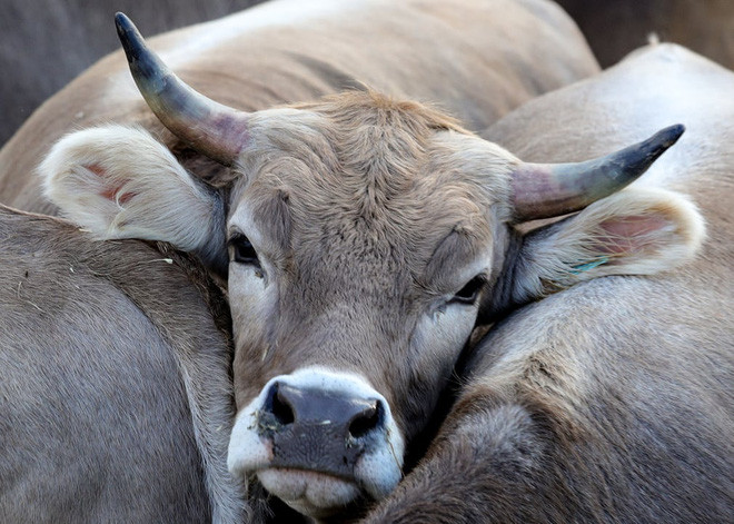 Đàn bò gặm cỏ tại một trang trại ở vùng Smolensk, Nga. (Nguồn Guardian)