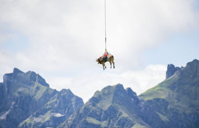 Bò bị thương được vận chuyển bằng trực thăng tại đèo Klausen, Thụy Sĩ. (Nguồn Guardian)