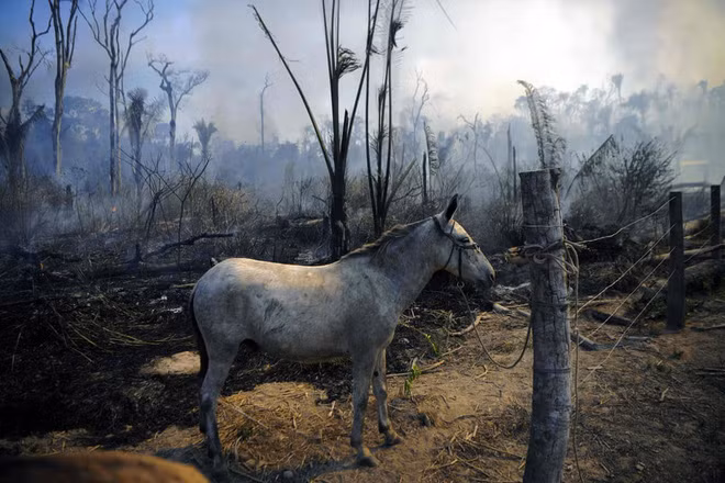 Chú lừa được buộc cạnh đám cháy rừng ở Pará, Brazil. (Nguồn Guardian)
