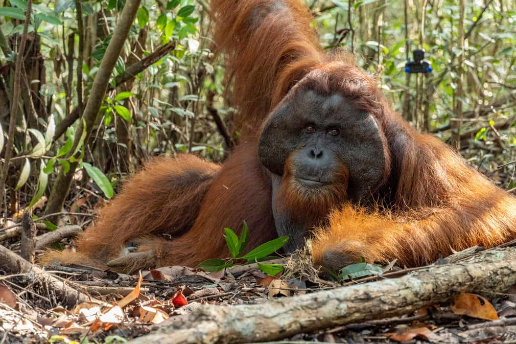 Đười ươi nghỉ ngơi trong rừng ở Ketapang, Borneo, Indonesia. (Nguồn Guardian)