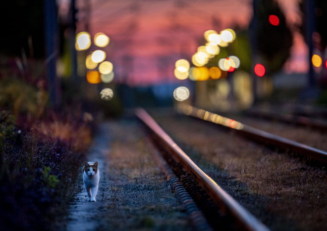 Mèo đi dọc đường ray tàu hỏa lúc sáng sớm ở thành phố Frankfurt, Đức. (Nguồn Guardian) 
