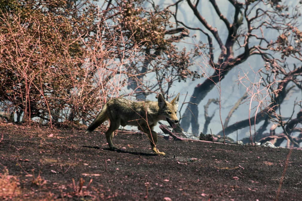 Sói đồng cỏ chạy khỏi đám cháy rừng ở Cherry Valley, bang California, Mỹ. (Nguồn Guardian)