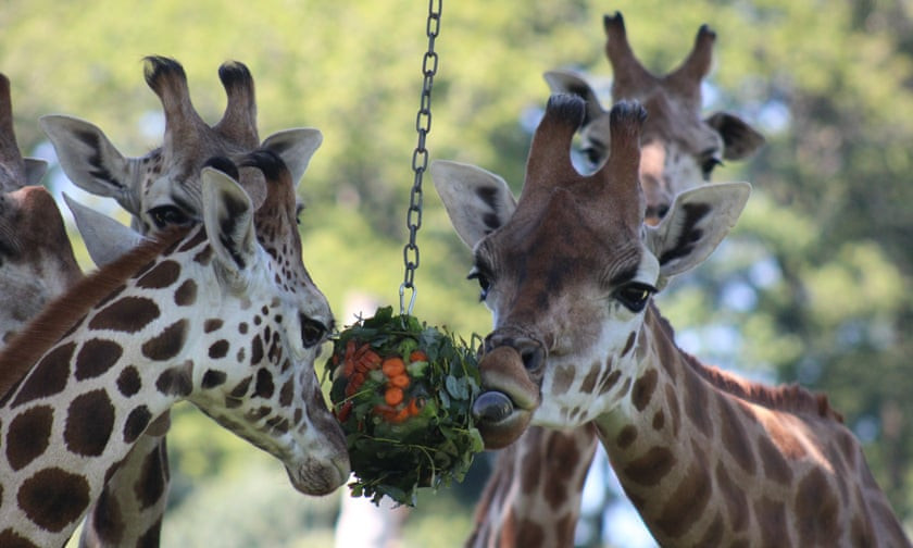 Hươu cao cổ thưởng thức trái cây đóng băng để giải nhiệt trong công viên động vật hoang dã ở Longleat, Anh. (Nguồn Guardian)