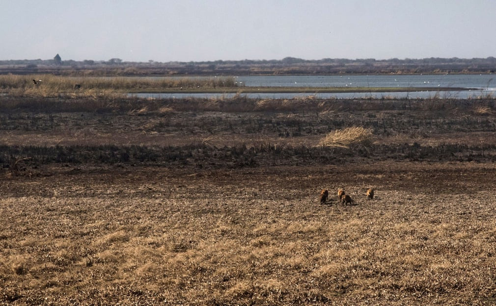 Đàn lợn rừng kiếm ăn trên đầm lầy ở Entre Ríos, Argentina. (Nguồn Guardian)