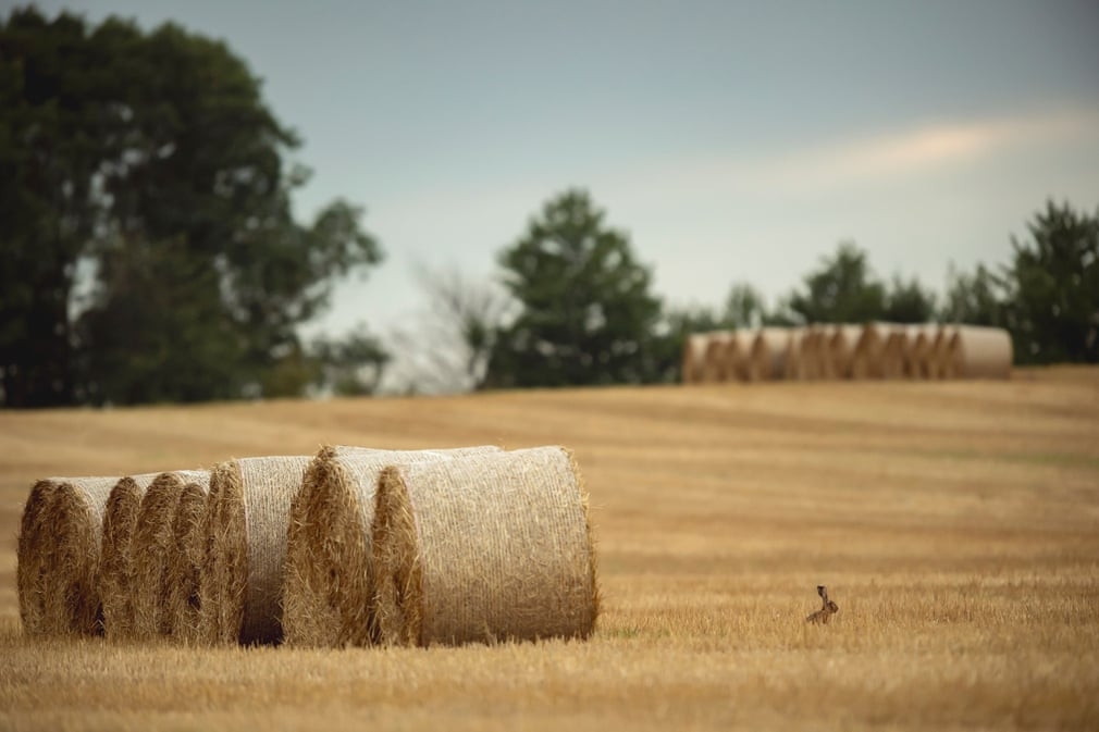 Thỏ nâu đứng trên cánh đồng lúa mì đã thu hoạch ở ngoại ô thành phố Vienna, Áo. (Nguồn Guardian)
