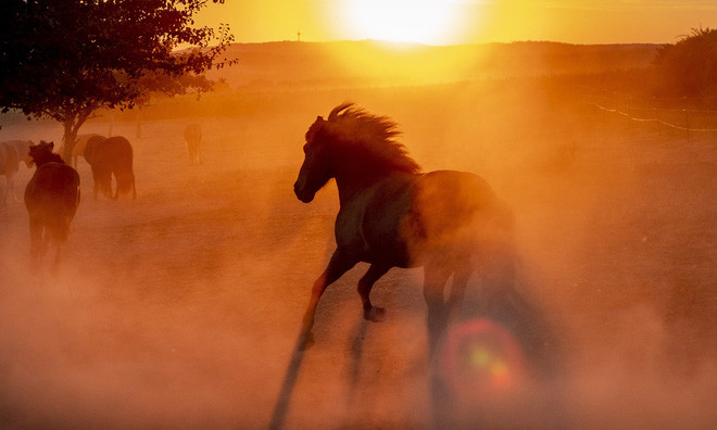 Ngựa chạy trên đồng cỏ lúc sáng sớm ở thành phố Frankfurt, Đức. (Nguồn Guardian)