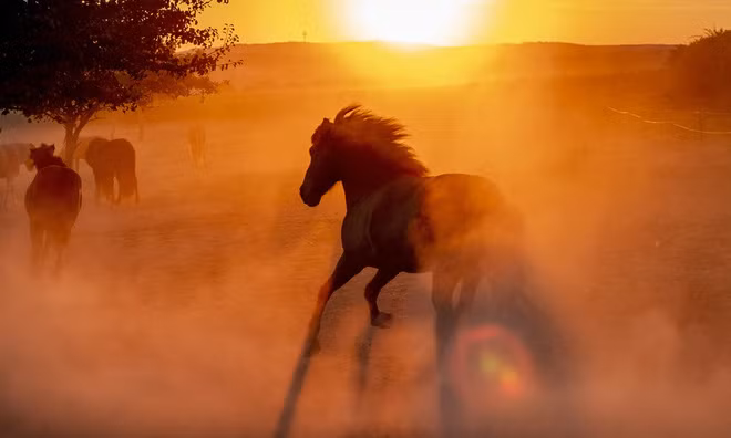 Ngựa chạy trên đồng cỏ lúc sáng sớm ở thành phố Frankfurt, Đức. (Nguồn Guardian)