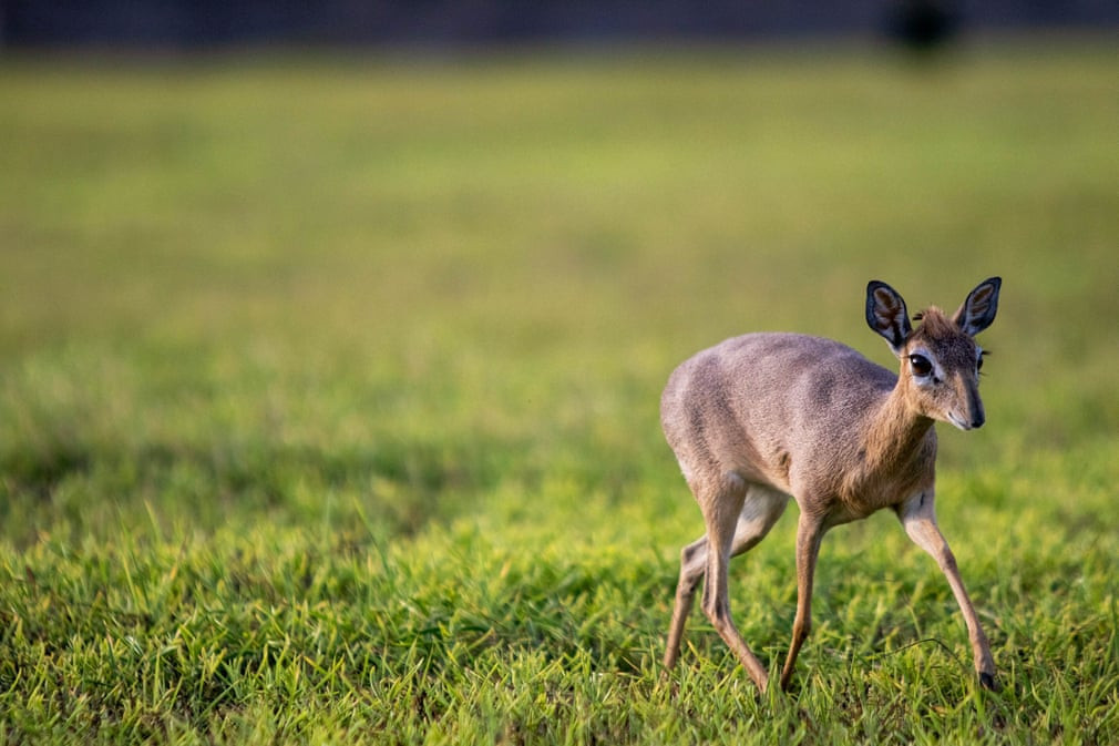 Linh dương dik-dik di chuyển trong khu vườn của đại sứ quán Thổ Nhĩ Kỳ ở Mogadishu, Somalia. (Nguồn Guardian)