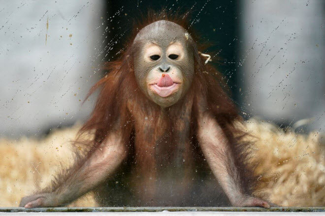 Đười ươi nhỏ chơi trong chuồng tại vườn thú ở thành phố Kaliningrad, Nga. (Nguồn Guardian)