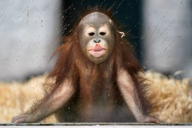 Đười ươi nhỏ chơi trong chuồng tại vườn thú ở thành phố Kaliningrad, Nga. (Nguồn Guardian)