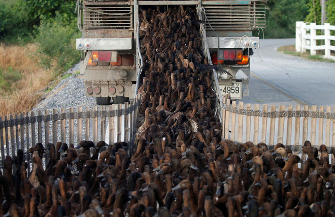 Đàn vịt được lùa lên xe tài để chuyển tới các cánh đồng lúa, nơi chúng có nhiệm vụ dọn cỏ dại và côn trùng sau mùa thu hoạch ở Nakhon Pathom, Thái Lan. (Nguồn Guardian).