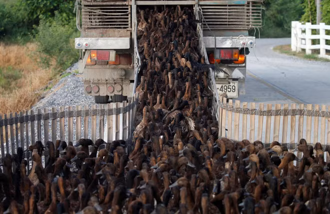 Đàn vịt được lùa lên xe tài để chuyển tới các cánh đồng lúa, nơi chúng có nhiệm vụ dọn cỏ dại và côn trùng sau mùa thu hoạch ở Nakhon Pathom, Thái Lan. (Nguồn Guardian).