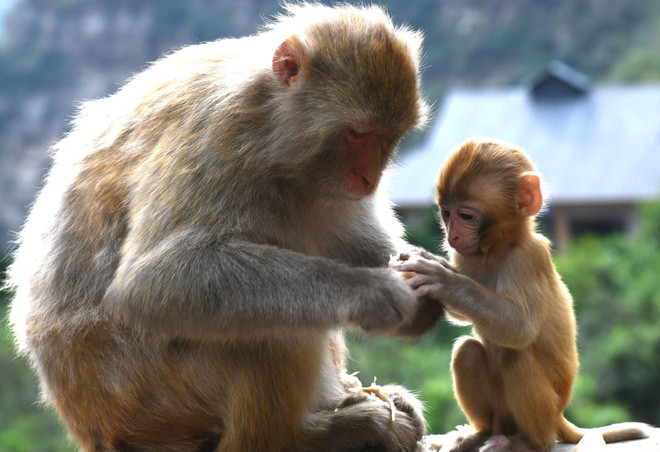 Hai mẹ con khỉ ăn trái cây tại thành phố Tế Nam, tỉnh Hà Nam, Trung Quốc. (Nguồn Guardian)