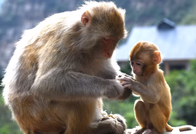 Hai mẹ con khỉ ăn trái cây tại thành phố Tế Nam, tỉnh Hà Nam, Trung Quốc. (Nguồn Guardian)