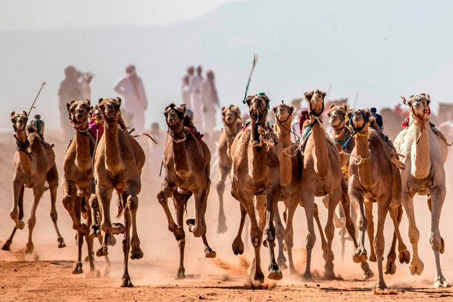 Những con lạc đà chạy đua trên sa mạc ở Nam Sinai, Ai Cập. (Nguồn Guardian).