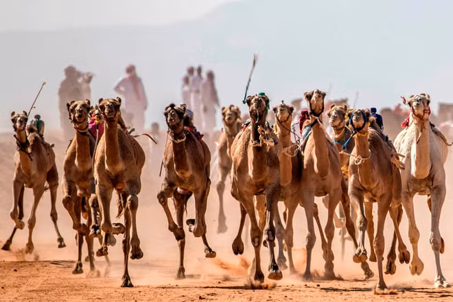 Những con lạc đà chạy đua trên sa mạc ở Nam Sinai, Ai Cập. (Nguồn Guardian).
