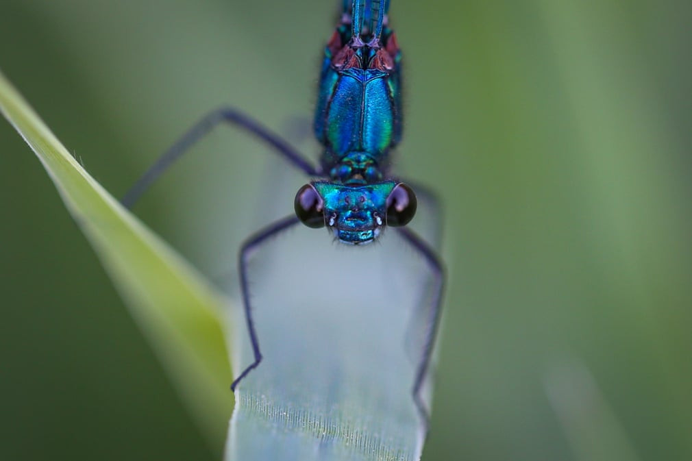 Chuồn chuồn kim đậu trên lá cây ở vùng Van, Thổ Nhĩ Kỳ. (Nguồn Guardian)