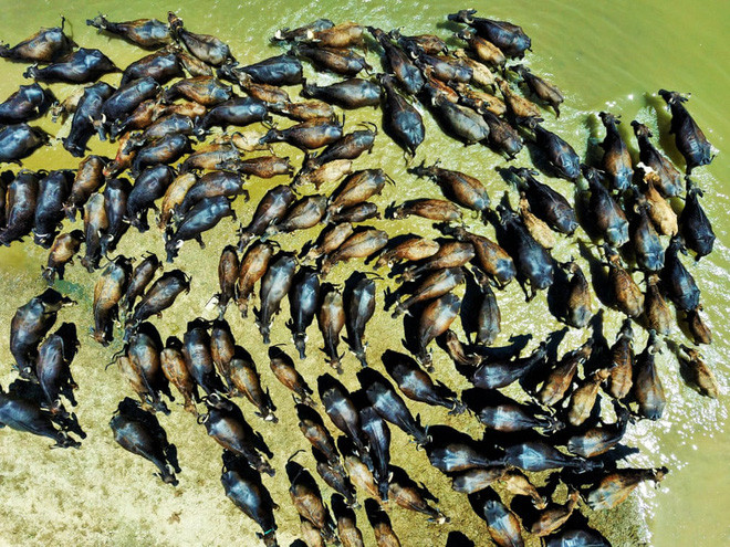 Đàn trâu tắm mát dưới sông để giải nhiệt mùa hè ở Mus, Thổ Nhĩ Kỳ. (Nguồn Guardian)