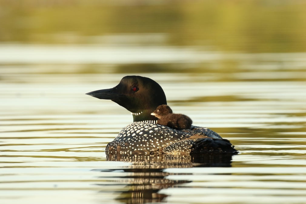 Chim lặn mỏ đen cõng con trên lưng dưới hồ nước ở Eastern Ontario, Canada. (Nguồn Guardian)