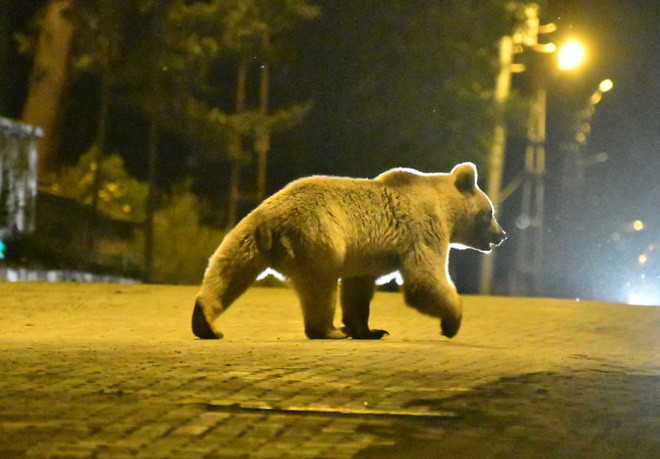 Gấu nâu tìm kiếm thức ăn trên đường phố tại quận Sarikamis ở thành phố Kars, Thổ Nhĩ Kỳ. (Nguồn Guardian)