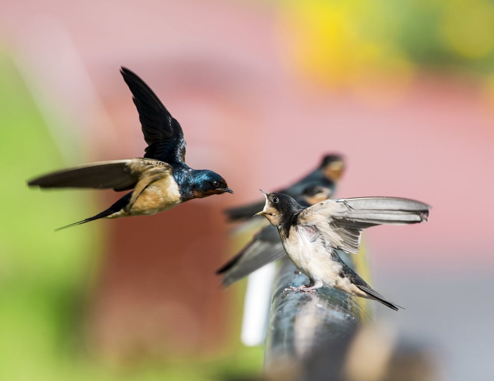 Chim én mớm thức ăn cho chim non tại thành phố Cáp Nhĩ Tân, Trung Quốc. (Nguồn Guardian)