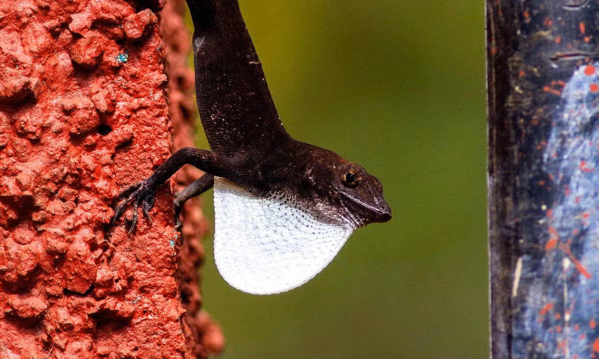 Thằn lằn yếm trắng đang đi tìm kiếm bạn tình ở Vinales, Cuba. (Nguồn Guardian)