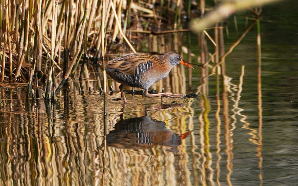 Gà nước Ấn Độ kiếm ăn trong công viên Northumberland ở North Tyneside, Anh. (Nguồn Guardian)