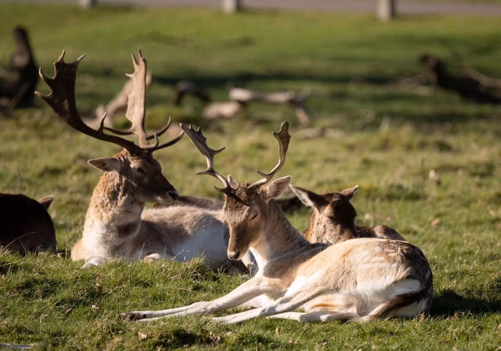 Đàn hươu nằm tắm nắng trong công viên Richmond ở thành phố London, Anh. (Nguồn Guardian)