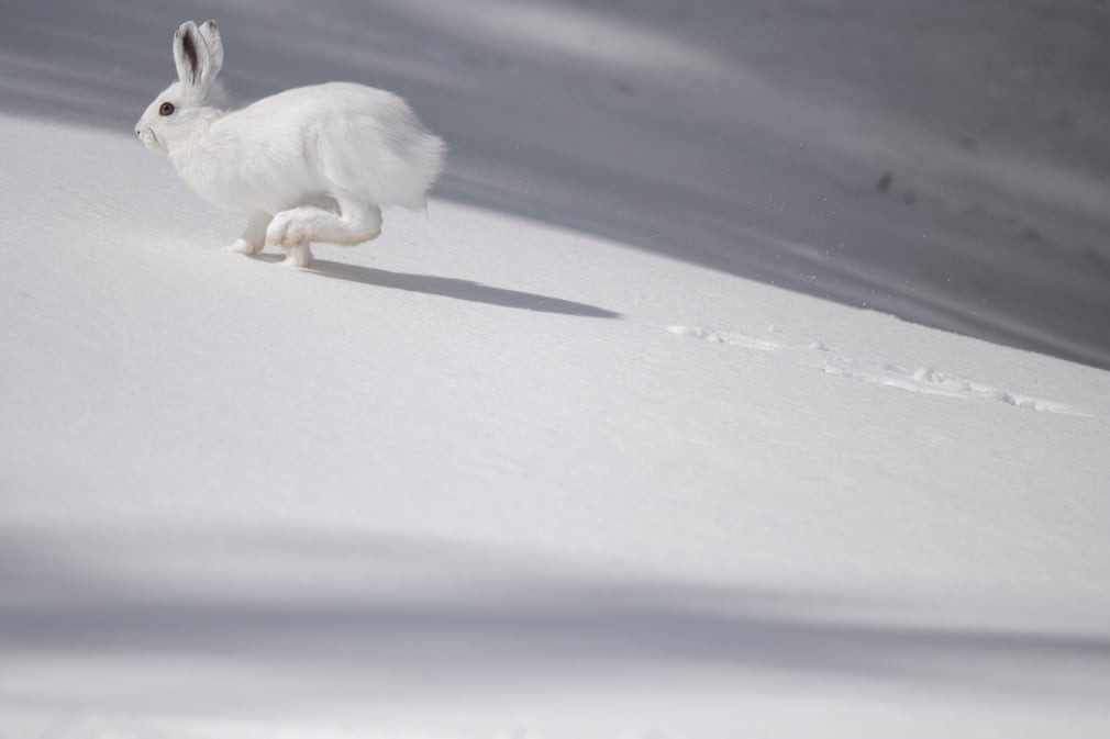 Thỏ trắng chạy trên tuyết tại núi Wasatch ở bang Utah, Mỹ. (Nguồn Guardian)