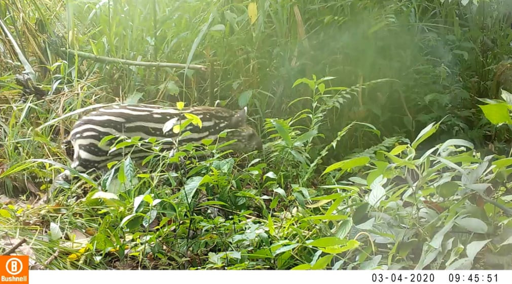 Lợn vòi hoang dã được ghi nhận xuất hiện trong khu bảo tồn thiên nhiên Guapiaçu, Brazil. (Nguồn Guardian)