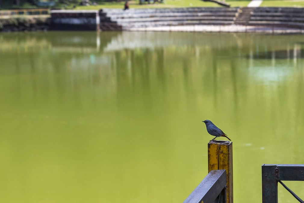 Chim sẻ đuôi đỏ đầu xám đậu gần hồ nước ở Dharamsala, Ấn Độ. (Nguồn Guardian)