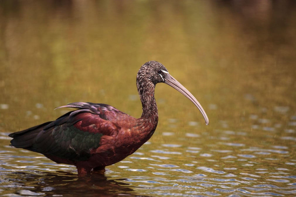Chim quắm đen kiếm ăn dưới sông Myakka ở thành phố Sarasota, bang Florida, Mỹ. (Nguồn Guardian)