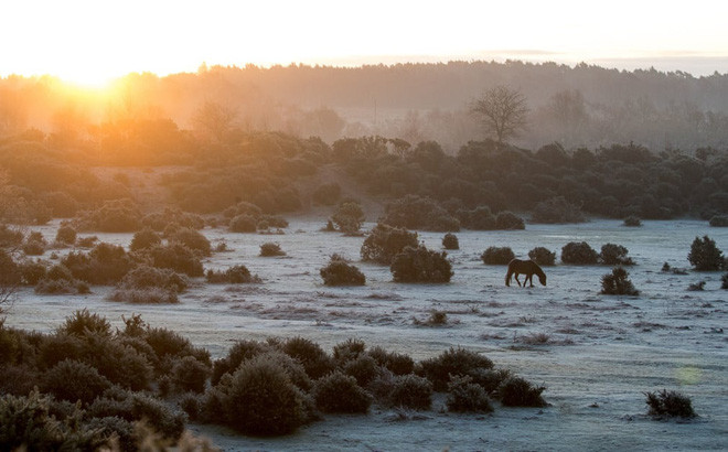 Ngựa gặm cỏ dưới bình minh trên đồng cỏ ở Hampshire, Anh. (Nguồn Guardian)