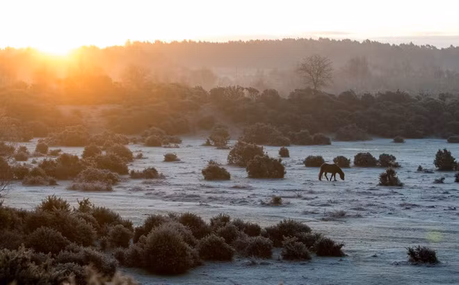 Ngựa gặm cỏ dưới bình minh trên đồng cỏ ở Hampshire, Anh. (Nguồn Guardian)